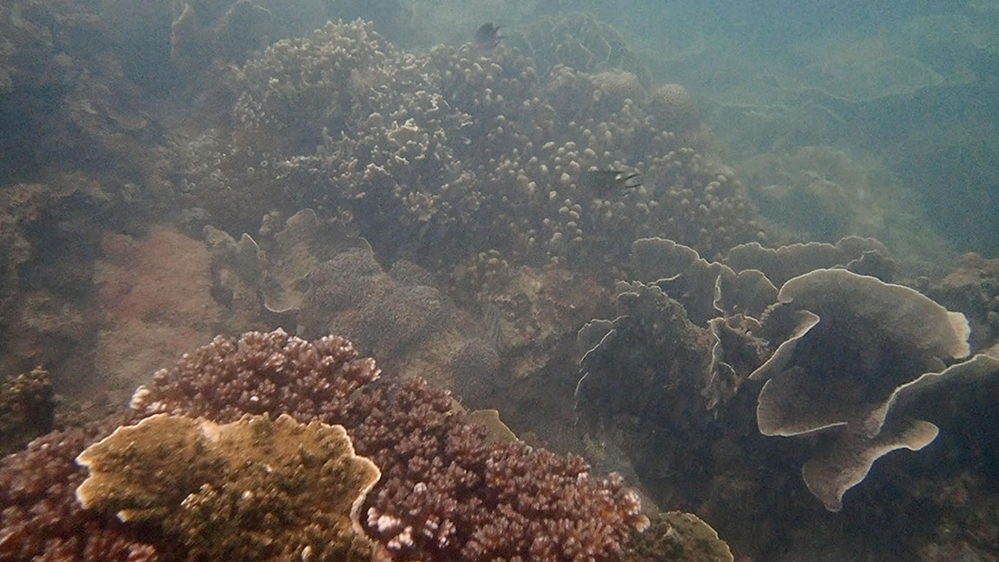 Corals in low light_Changing Ocean Asia