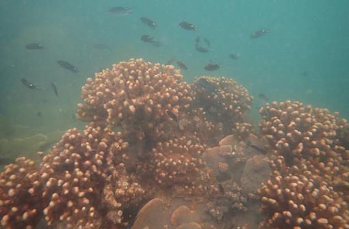Could it be lights out for coral growth as sea levels rise?