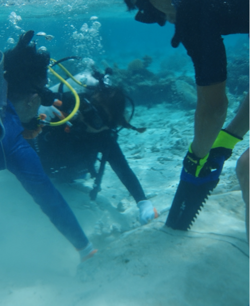 Maldives sampling dead fossil corals