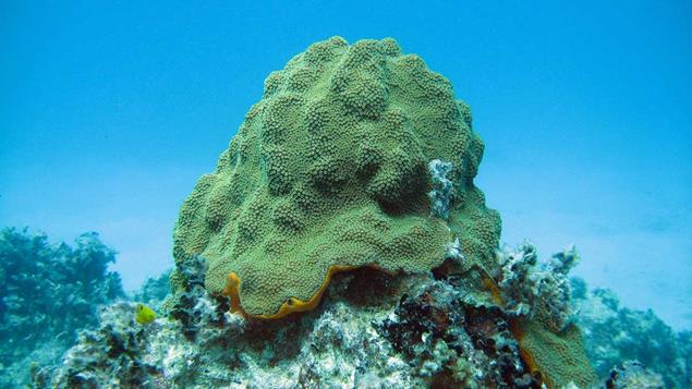 How can we date corals?