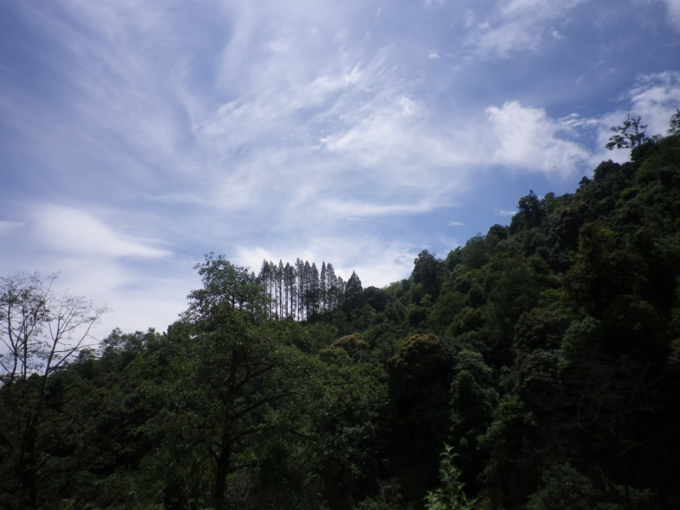 Dignified Forests - Pristine forests are ubiquitous in Bhutan (Source: Skye Lee) Dignified Forests - Pristine forests are ubiquitous in Bhutan (Source: Skye Lee)