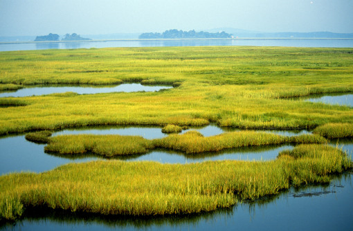 800 Million Tons of Blue Carbon Lie Buried in US Tidal Wetlands