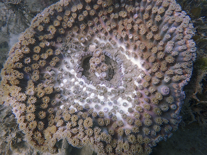 A partially bleached Turbinaria coral in Singapore with fine sediment covering the inner surface (Source: Molly Moynihan/Earth Observatory of Singapore) A partially bleached Turbinaria coral in Singapore with fine sediment covering the inner surface (Source: Molly Moynihan/Earth Observatory of Singapore)