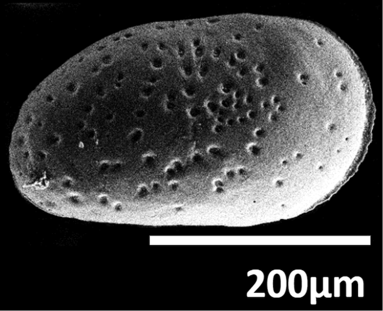 Scanning electron microscope image of Sinocytheridea impressa, a species of ostracod, with its left valve in exterior view (Source: Christabel Tan)  