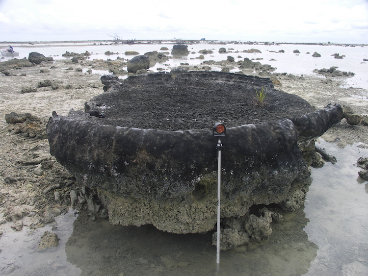A coral microatoll on Simeuleue island used in the study to reconstruct land height changes before the 1861 earthquake that struck Indonesia (Source: Aron Meltzner/Earth Observatory of Singapore)