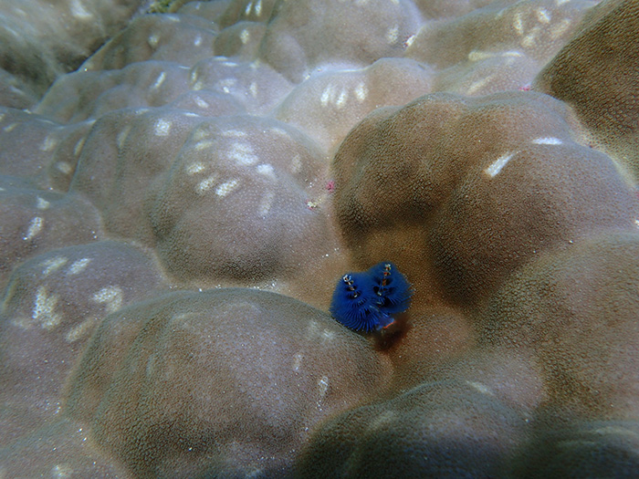 A Christmas tree worm boring into a Porites coral skeleton, on which white marks from fish bites can be seen (Source: Molly Moynihan/Earth Observatory of Singapore) A Christmas tree worm boring into a Porites coral skeleton, on which white marks from fish bites can be seen (Source: Molly Moynihan/Earth Observatory of Singapore)