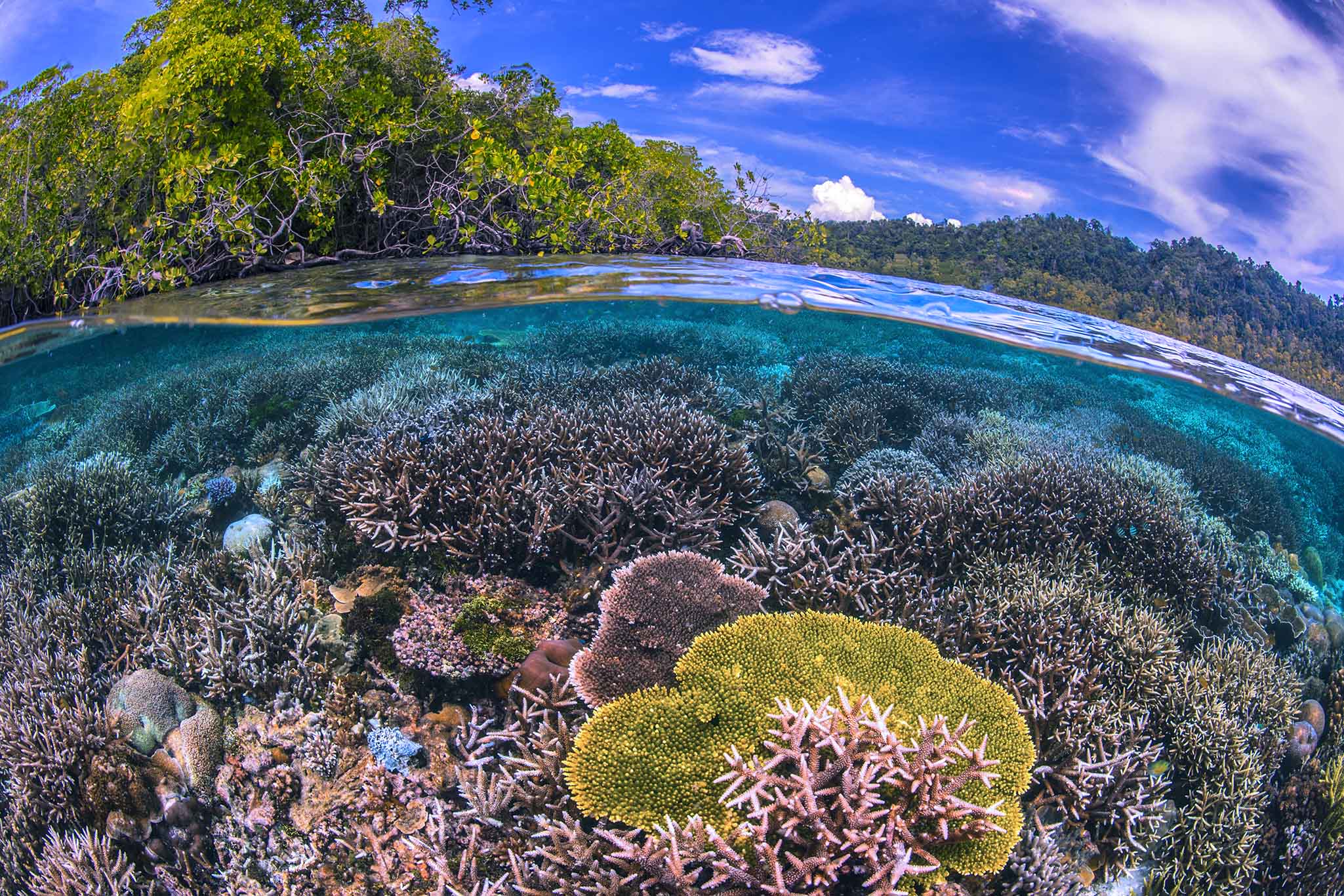 Raja Ampat is as spectacular above the water as it is below. But climate departure in the tropics is swiftly approaching, ushering in a new era where the abnormal has become normal and extremes are expected (Source: Michael Aw) Raja Ampat is as spectacular above the water as it is below. But climate departure in the tropics is swiftly approaching, ushering in a new era where the abnormal has become normal and extremes are expected (Source: Michael Aw)