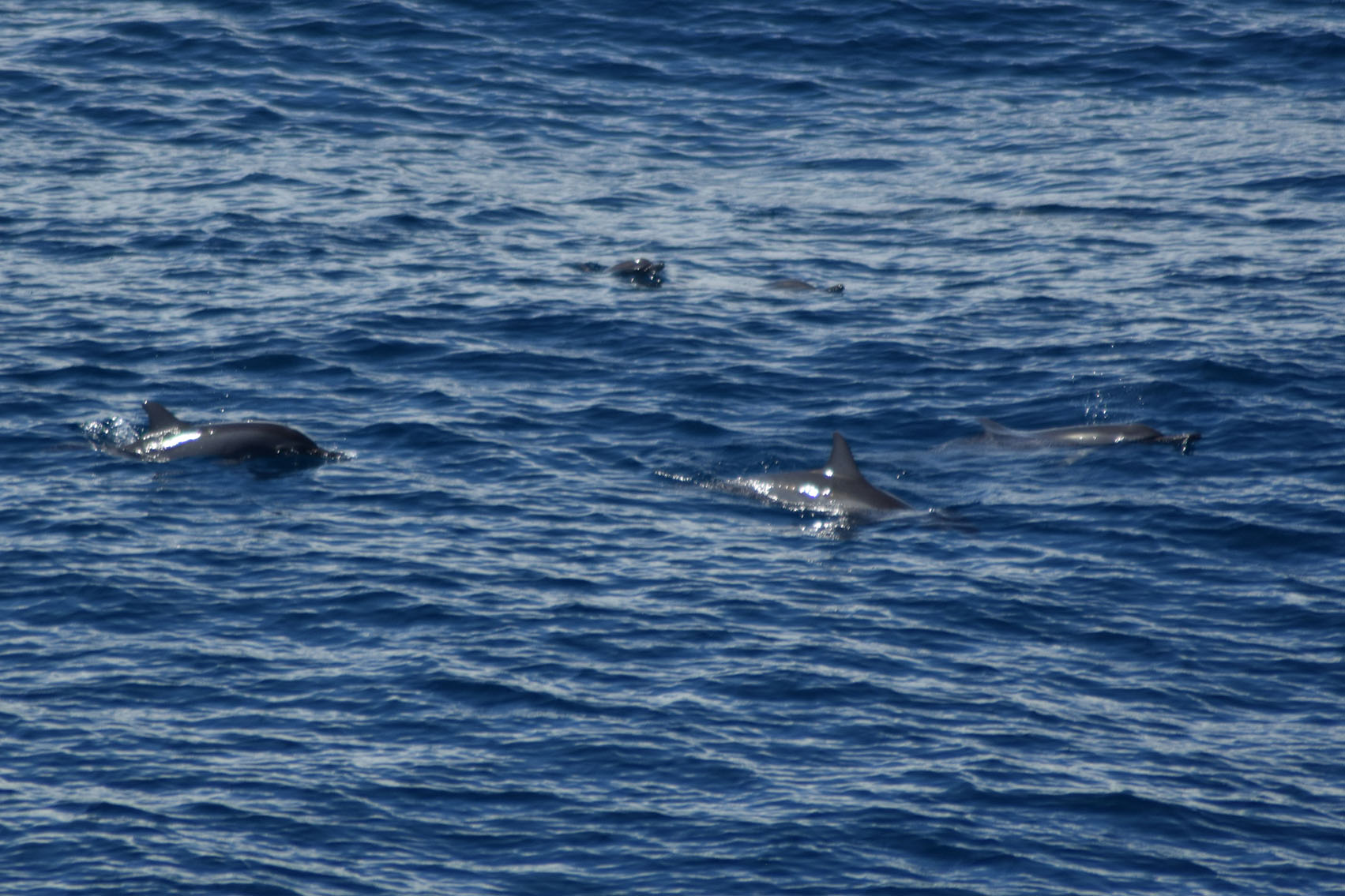 Dolphins were some of the cetaceans observed early in the expedition, when R/V Marion Dufresne was still close to shore (Source: Erwin Guillon)