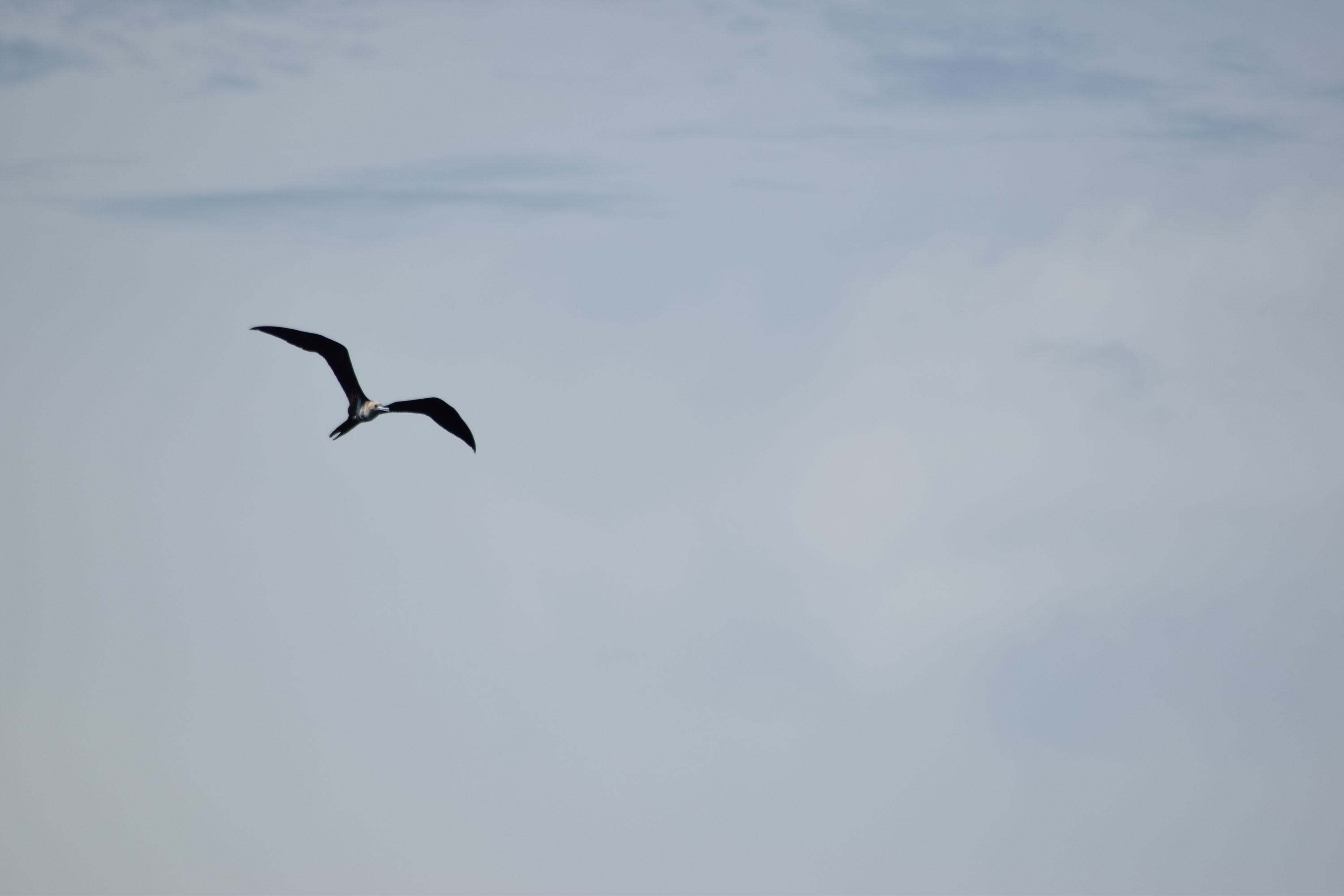 The marine mammal observer’s main task is to make sure that cetaceans are safe from the acoustic waves generated by the air-guns, but they also keep a log of everything they see, including seabirds (Source: Jeremie Habasque)