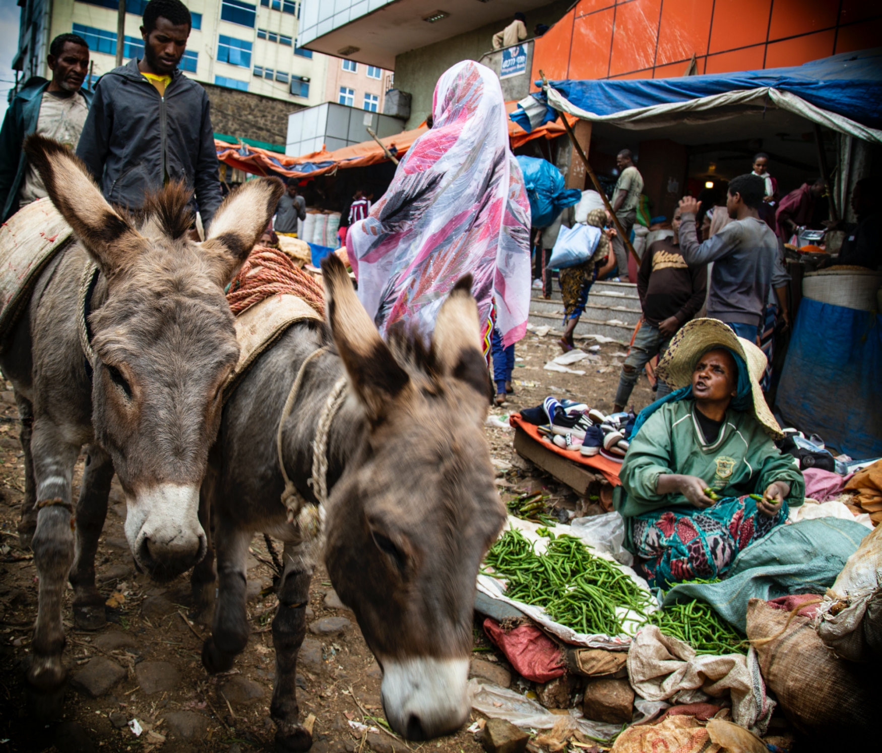 Outbreaks of animal-borne and other infectious diseases have risen as pathogens jump from humans to animals more often due to increased human-animal interactions (Source: Erik Hathaway/Unsplash) Outbreaks of animal-borne and other infectious diseases have risen as pathogens jump from humans to animals more often due to increased human-animal interactions (Source: Erik Hathaway/Unsplash)
