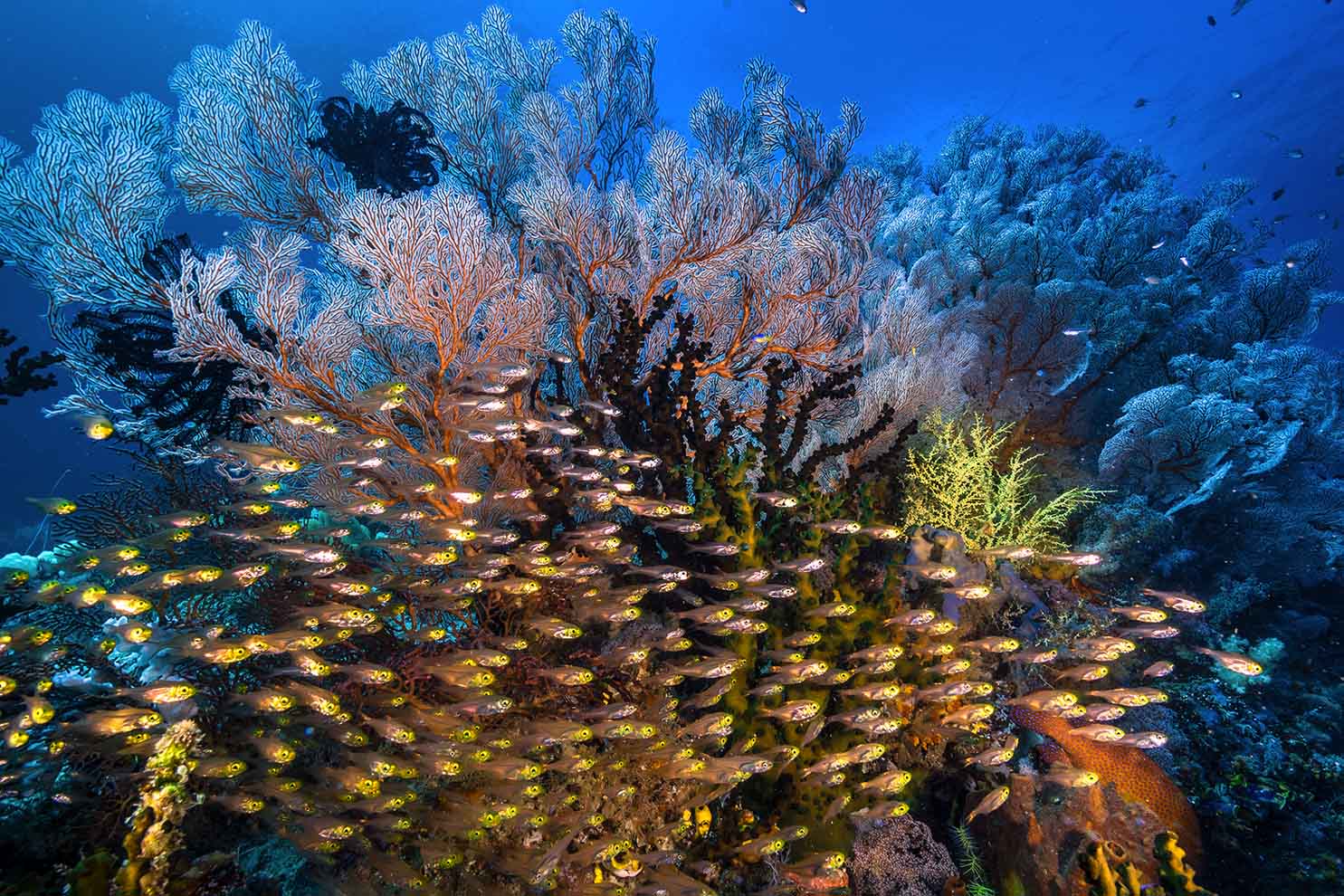 A dense school of glassfish crowds below a coral to shelter from the current. The extremely strong currents here serve as an important heat exchange mechanism that never allows water to stagnate, effectively buffering the area from the impacts of climate change. But this is no ordinary current. This is one of the strongest currents on the planet (Source: David Doubilet) A dense school of glassfish crowds below a coral to shelter from the current. The extremely strong currents here serve as an important heat exchange mechanism that never allows water to stagnate, effectively buffering the area from the impacts of climate change. But this is no ordinary current. This is one of the strongest currents on the planet (Source: David Doubilet)