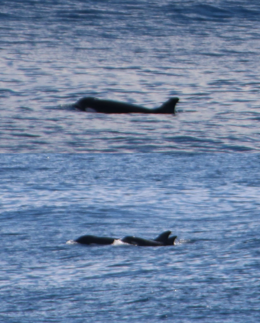 Dr Rebecca Jewell thought she had spotted some kind of blackfish. Upon reviewing her photographs, however, she identified the distinctive white spot around the eyes, indicative of killer whales (Source: Rebecca Jewell)