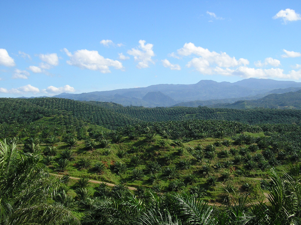 An oil palm plantation in Indonesia. (Source: Image source: Achmad Rabin Taim/ Wikipedia)