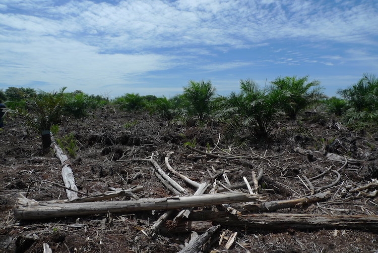 Oil palm – here planted over burnt peatlands in Jambi – is a lucrative crop for farmers and large corporations. Despite their waterlogged nature, peatlands are targeted for conversion to oil palm as they are the remaining available lands in this landscape (Source: Janice Lee/Earth Observatory of Singapore)