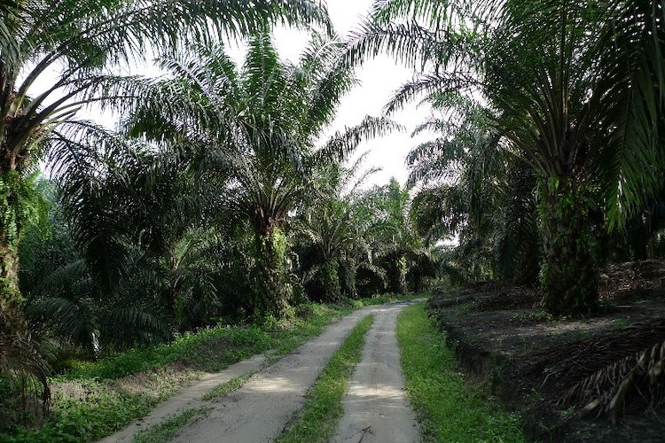 A palm oil plantation in Jambi, Indonesia (Source: Janice Lee/Earth Observatory of Singapore)