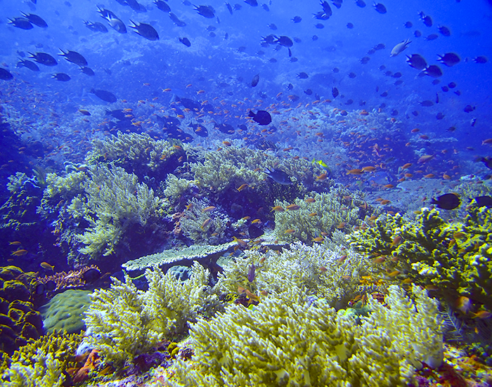 A coral reef in Komodo Island, Indonesia (Source: Molly Moynihan/Earth Observatory of Singapore)