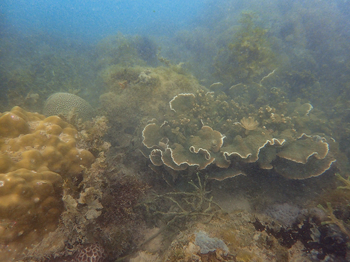 Kusu reef off the southern coast of Singapore (Source: Molly Moynihan/Earth Observatory of Singapore) Kusu reef off the southern coast of Singapore (Source: Molly Moynihan/Earth Observatory of Singapore)