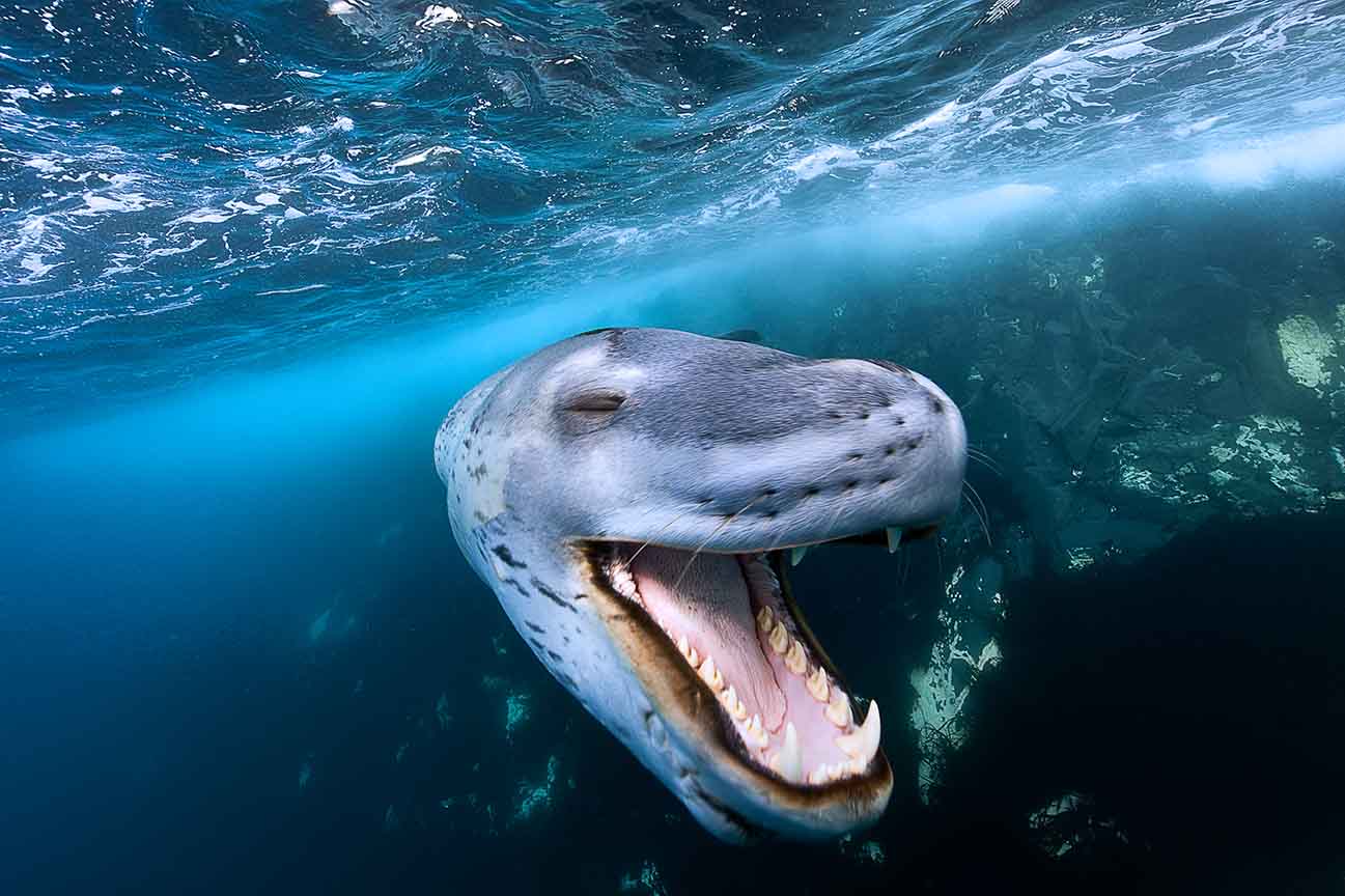 Leopard seals are the apex predators in Antarctica, and their huge, intimidating mouths leave little to the imagination (Source: Bartosz Strozynski)