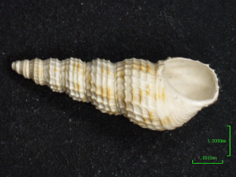 A typical gastropod (Melanoides tuberculate) shell collected from lake sediments and used in the reconstruction of past climate patterns (Source: Yama Dixit/Earth Observatory of Singapore)