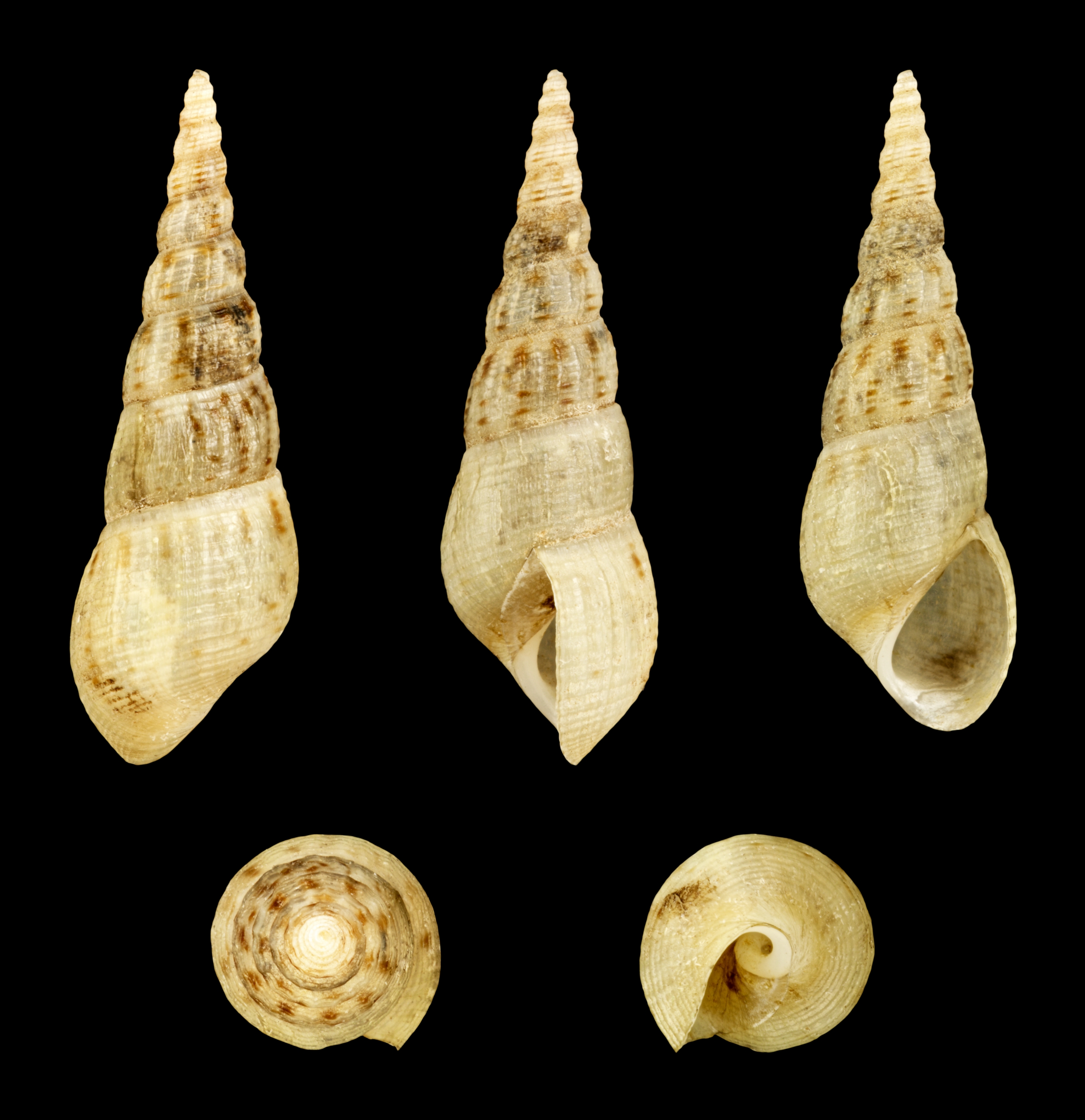 EOS Research Fellow Dr Yama Dixit investigates how snail shells might be used to improve sea-level estimates (Source: Wikimedia Commons)