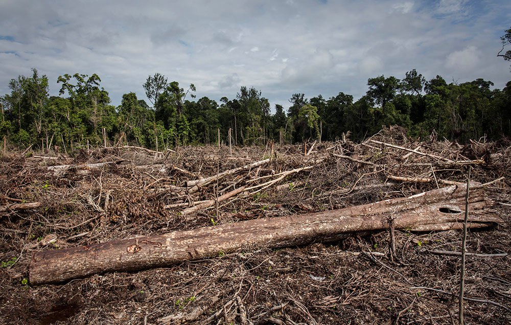 The production of palm oil can lead to widespread deforestation (Source: Ulet Ifansasti/ Getty) The production of palm oil can lead to widespread deforestation (Source: Ulet Ifansasti/ Getty)