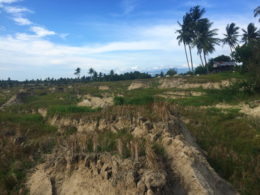 Broken rice paddies planted in sandy alluvial soils on the eastern side of the Palu Valley. The aqueduct is just out of view to the east (right) (Source: Gilles Brocard/University of Sydney)