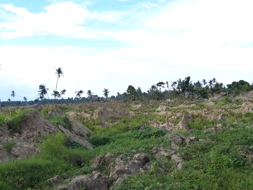 Broken ground at the top of a zone of major landsliding in the Palu Valley, showing the gentle regional slope of less than 2° (Source: Benazir Benazir/Syiah Kuala University)
