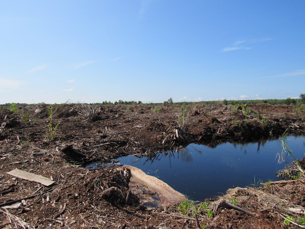 Peatland in Sumatra, Indonesia, after a forest fire (Source: Mikinori Kuwata)