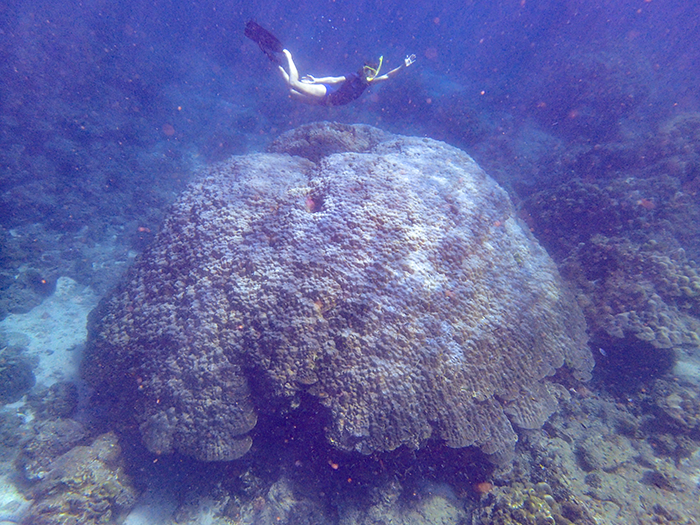 A massive Porites coral in Phuket, Thailand (Source: Molly Moynihan/Earth Observatory of Singapore) A massive Porites coral in Phuket, Thailand (Source: Molly Moynihan/Earth Observatory of Singapore)