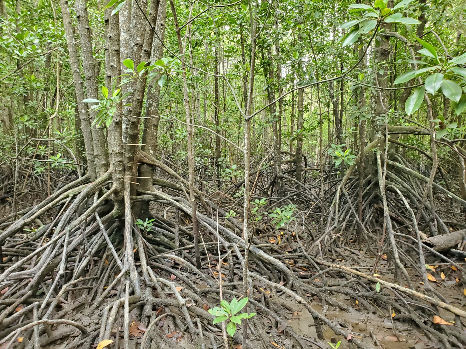 Mangroves, such as this one in Pulau Ubin in Singapore, reduce wave energy and help preserve the coasts from erosion. They can also reduce the impacts from some natural hazards such as tsunamis (Source: Tim Shaw/ Earth Observatory of Singapore)