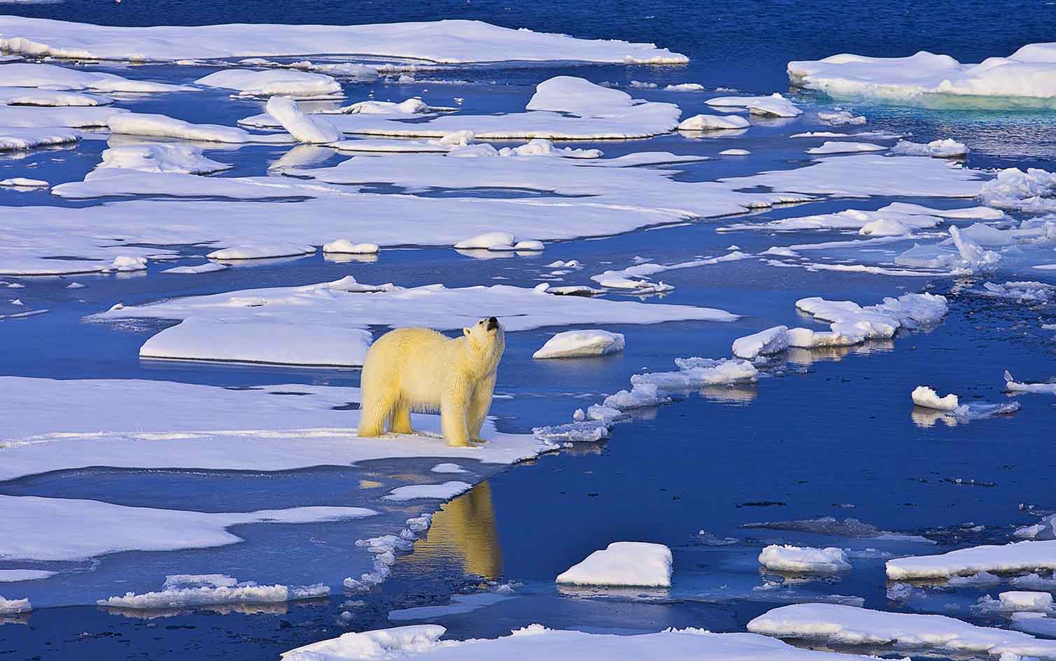 In a warming climate, polar bears face a new world with fewer options. Temperatures here are rising faster than any other place on Earth. Water is becoming too acidic, ice levels have reached record lows, and surface temperatures continue to rise (Source: Foo Pu Wen) In a warming climate, polar bears face a new world with fewer options. Temperatures here are rising faster than any other place on Earth. Water is becoming too acidic, ice levels have reached record lows, and surface temperatures continue to rise (Source: Foo Pu Wen)