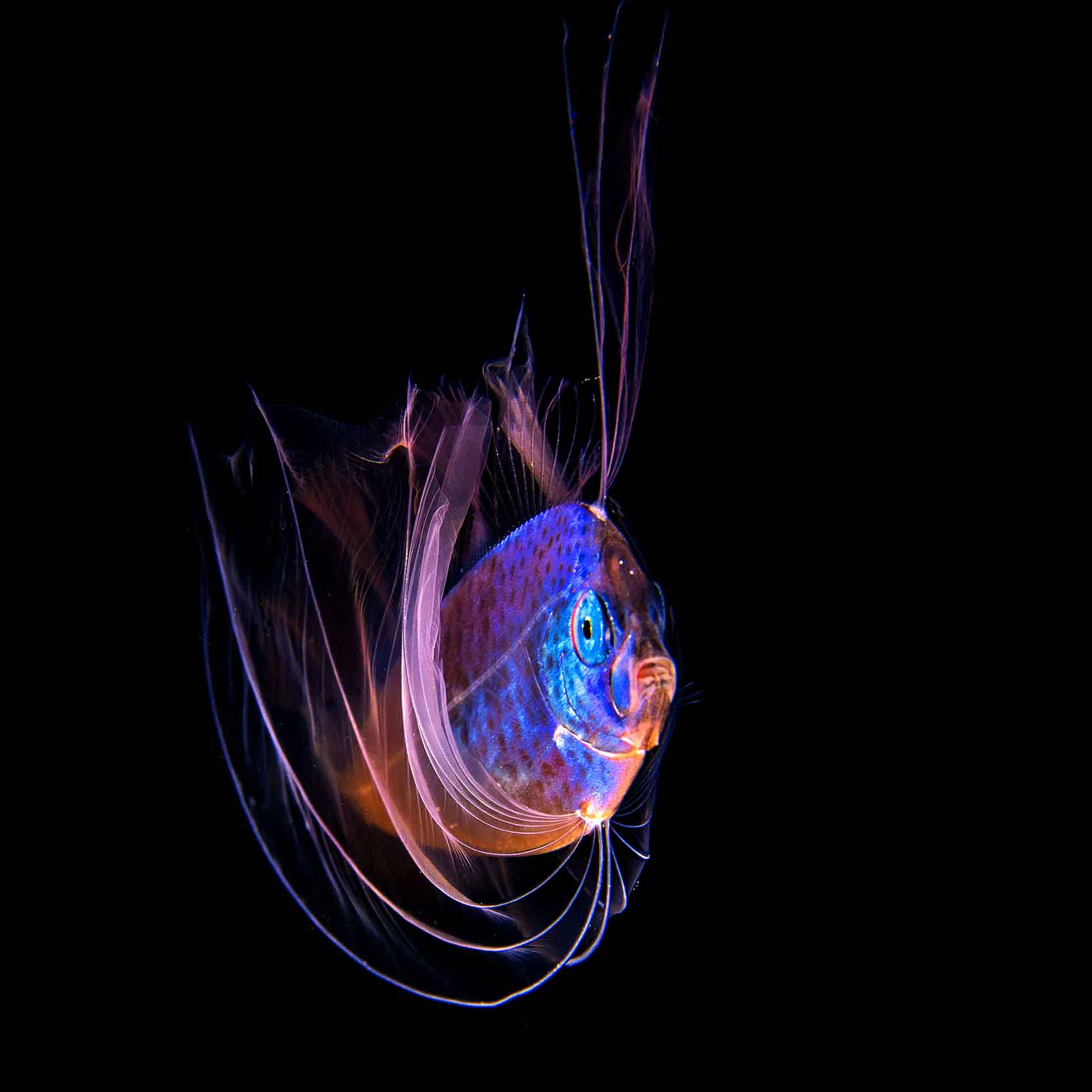 The spectacular larval ribbonfish, photographed for the first time in Indonesian waters. Ribbonfish live in deep water, between 200 to 1,000 metres in depth (Source: Michael Aw) The spectacular larval ribbonfish, photographed for the first time in Indonesian waters. Ribbonfish live in deep water, between 200 to 1,000 metres in depth (Source: Michael Aw)