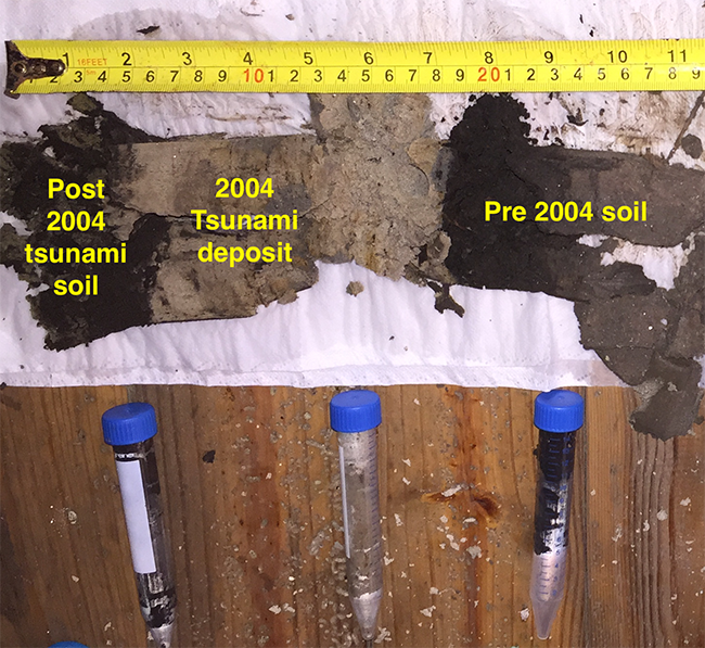 Sampling of the tsunami sands left behind in Thailand by the devastating 2004 Indian Ocean tsunami. Comparing these deposits with a deposit from a local storm showed a clear difference in microbial community between the tsunami and storm deposits (Source: Adam Switzer/ NTU).