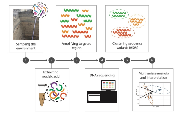 A schematic diagram of the environmental DNA metabarcoding approach applied in this study (Source: Wenshu Yap)