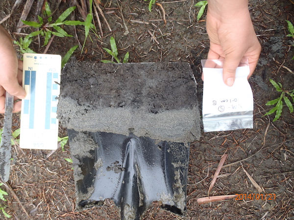 Assoc Prof Switzer examines sediments that have been washed inland by Typhoon Haiyan (Source: Lea Soria) Assoc Prof Switzer examines sediments that have been washed inland by Typhoon Haiyan (Source: Lea Soria)