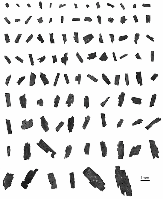 108 plagioclase from the backscatter electron image of the whole thin section from Mayon volcano. It is outlined using our automated software called Crystal Extraction 1.0. These crystals show a large variety of zoning patterns, with one to four chemical distinct zones and includes sieve texture and resorptions. The large variety of 2D sections make it difficult to determine how many different crystal populations there are, and the extent to which such variety is due just to the random cut effect. (Source: Lilu Cheng)