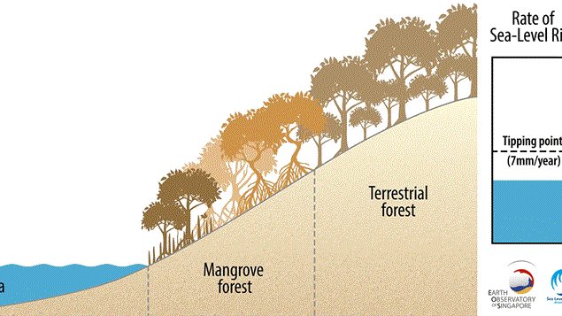 Tipping point of mangroves