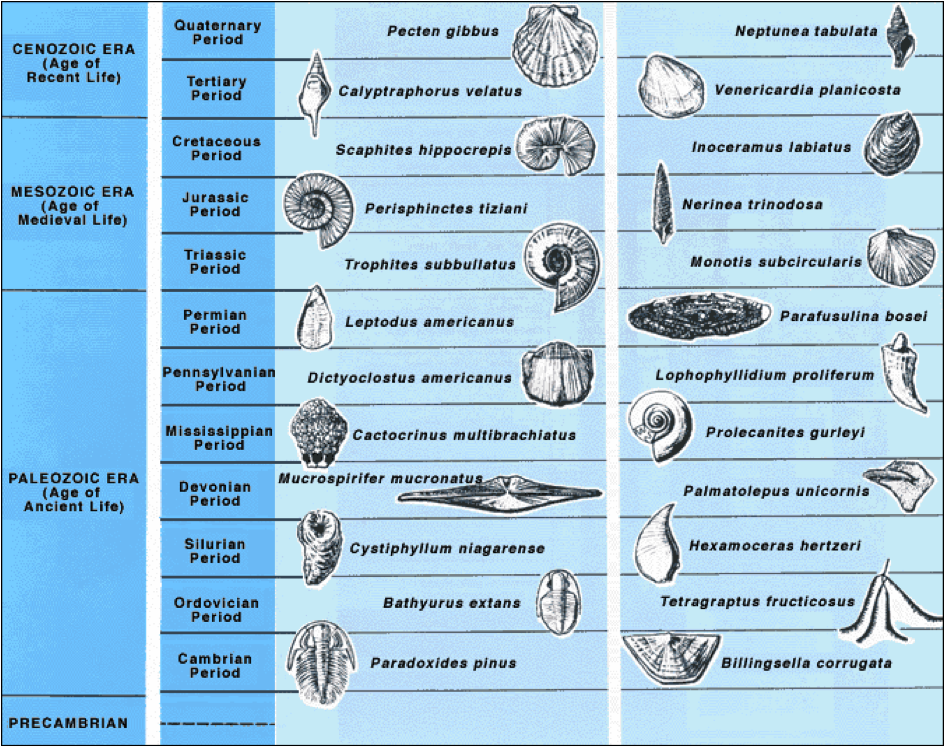 What Is A Fossil And What Are They Used For Earth Observatory Of   Fossil 